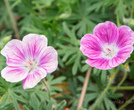 1174_8654_Geranium_sanguineum_Elke__2.JPG