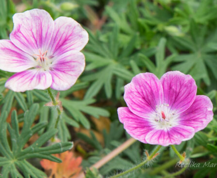 1174_8655_Geranium_sanguineum_Elke_.JPG