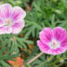 1174_8655_Geranium_sanguineum_Elke_.JPG