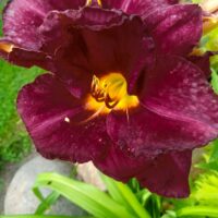 1177_7279_Hemerocallis_Bela_Lugosi_.JPG