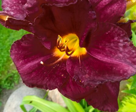 1177_7279_Hemerocallis_Bela_Lugosi_.JPG