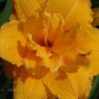 1179_7184_Hemerocallis_Condilla_Photo_Darwinplants.jpg