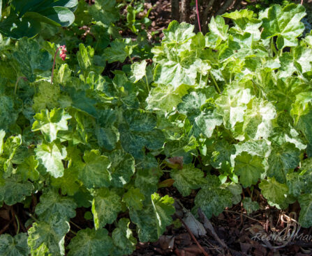 1203_4524_Heuchera_Hercules_.jpg