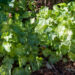 1203_4524_Heuchera_Hercules_.jpg