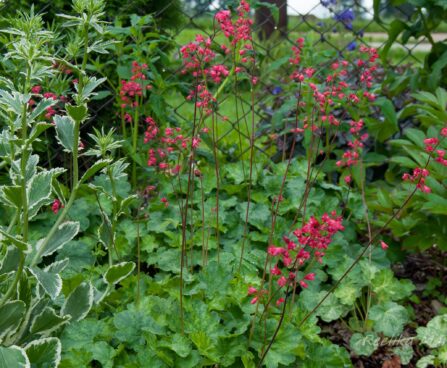 1203_7575_Heuchera_Hercules_.JPG