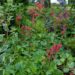 1203_7575_Heuchera_Hercules_.JPG