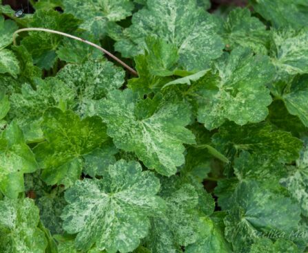 1203_7832_Heuchera_Hercules_.JPG