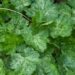 1203_7832_Heuchera_Hercules_.JPG
