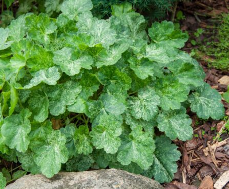 1203_7833_Heuchera_Hercules__2.JPG