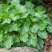1203_7833_Heuchera_Hercules__2.JPG