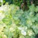 1203_8523_Heuchera_Hercules_.JPG
