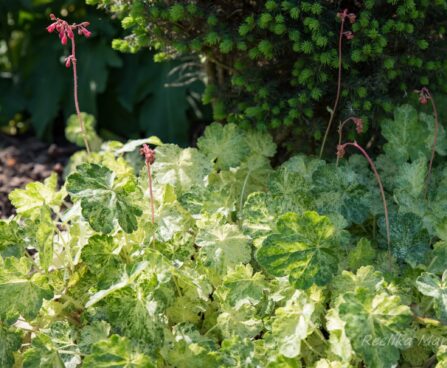 1203_8524_Heuchera_Hercules__2.JPG