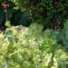 1203_8524_Heuchera_Hercules__2.JPG