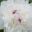 1208_7581_Paeonia_lactiflora_Festiva_Maxima.JPG