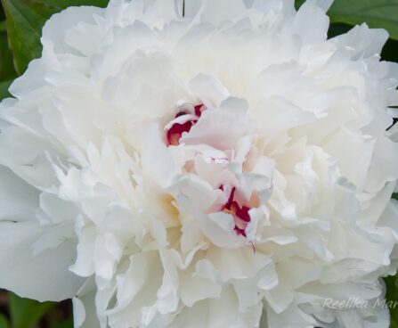 1208_7581_Paeonia_lactiflora_Festiva_Maxima.JPG