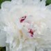 1208_7581_Paeonia_lactiflora_Festiva_Maxima.JPG