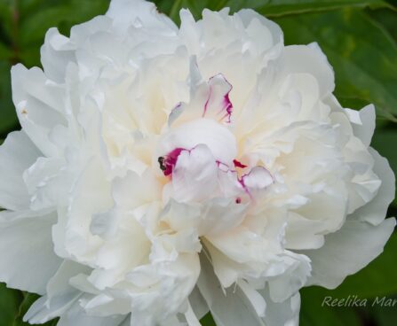 1208_7582_Paeonia_lactiflora_Festiva_Maxima_2.JPG