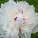 1208_7582_Paeonia_lactiflora_Festiva_Maxima_2.JPG