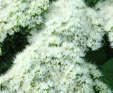 1227_10598_Sedum_spectabile_Iceberg_kukehari.jpg