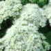 1227_10598_Sedum_spectabile_Iceberg_kukehari.jpg