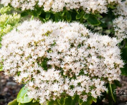 1227_9674_Sedum_spectabile_Iceberg__kaunis_kukehar.jpg