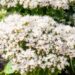 1227_9674_Sedum_spectabile_Iceberg__kaunis_kukehar.jpg