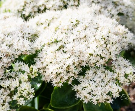 1227_9675_Sedum_spectabile_Iceberg__kaunis_kukehari.jpg