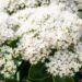 1227_9675_Sedum_spectabile_Iceberg__kaunis_kukehari.jpg