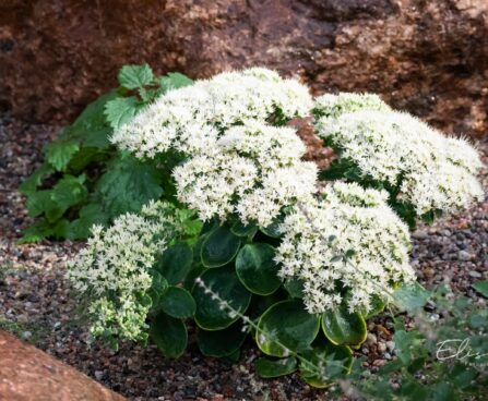 1227_9676_Sedum_spectabile_Iceberg__kaunis_kukehar_2.jpg