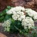 1227_9676_Sedum_spectabile_Iceberg__kaunis_kukehar_2.jpg