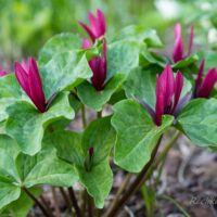 1229_7557_Trillium_sessile_.JPG