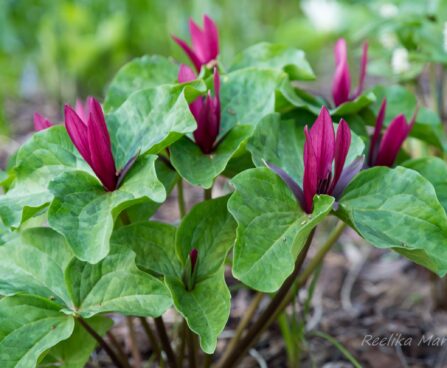 1229_7557_Trillium_sessile_.JPG