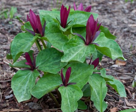 1229_8155_Trillium_sessile_.JPG