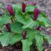 1229_8155_Trillium_sessile_.JPG