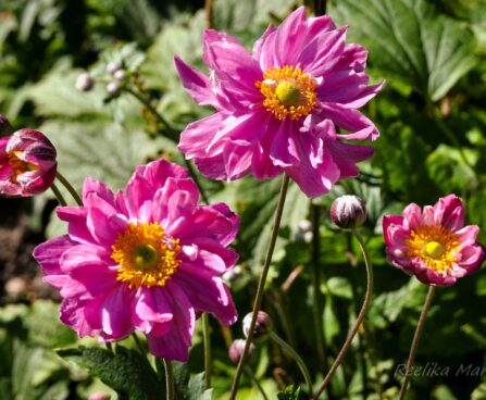 Anemone ülane