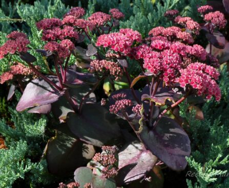 1246_4350_Sedum_telephium_Xenox kukehari.jpg