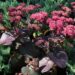 1246_4350_Sedum_telephium_Xenox kukehari.jpg