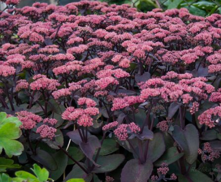 1246_4615_Sedum_Xenox kukehari.jpg