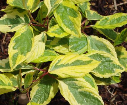 1249_2354_Cornus_alba_Gouchaultii.JPG
