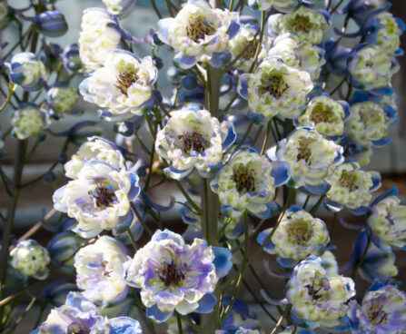 1263_4572_Delphinium_elatum_La_Boheme_.jpg