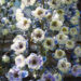 1263_4572_Delphinium_elatum_La_Boheme_.jpg