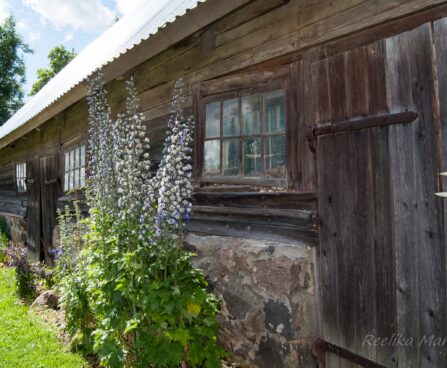 1263_4573_Delphinium_elatum_La_Boheme_1.jpg