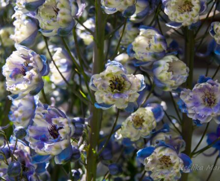 1263_4578_Delphinium_elatum_La_Boheme__2.jpg