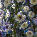 1263_4578_Delphinium_elatum_La_Boheme__2.jpg