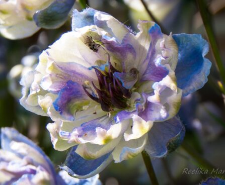 1263_4579_Delphinium_elatum_La_Boheme__4.jpg