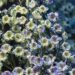 1263_6775_Delphinium_elatum_La_Boheme_.JPG