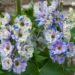 1263_7878_Delphinium_elatum_La_Boheme_.JPG