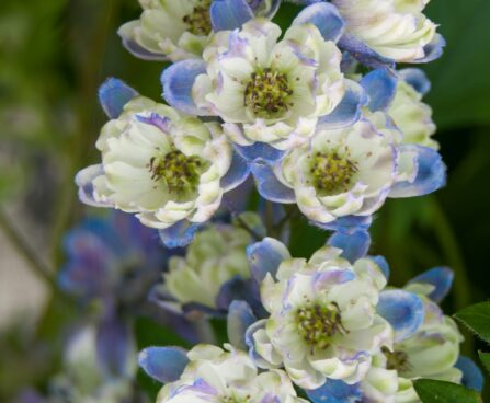 1263_7879_Delphinium_elatum_La_Boheme__2.JPG