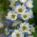 1263_7879_Delphinium_elatum_La_Boheme__2.JPG