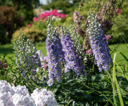 1264_10907_Delphinium_elatum_Highlander_Blueberry_Pie__kukekannus.jpg